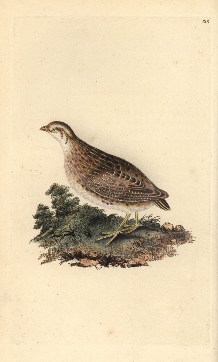 السمان الشائع ، Coturnix coturnix. لوح نحاسي ملون يدويًا رسمه ونقشه إدوارد دونوفان من كتابه "التاريخ الطبيعي للطيور البريطانية" (1794-1819). كان إدوارد دونوفان (1768-1837) عالم حيوانات وكاتبًا وفنانًا ونقاشًا أنجلو إيرلنديًا هاوٍ. هو wro بواسطة إدوارد دونوفان