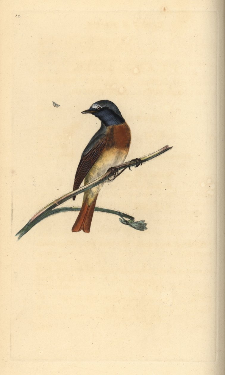 النقطة الحمراء المشتركة Phoenicurus phoenicurus. لوح نحاسي ملون يدويًا رسمه ونقشه إدوارد دونوفان من كتابه "التاريخ الطبيعي للطيور البريطانية" ، لندن بواسطة إدوارد دونوفان
