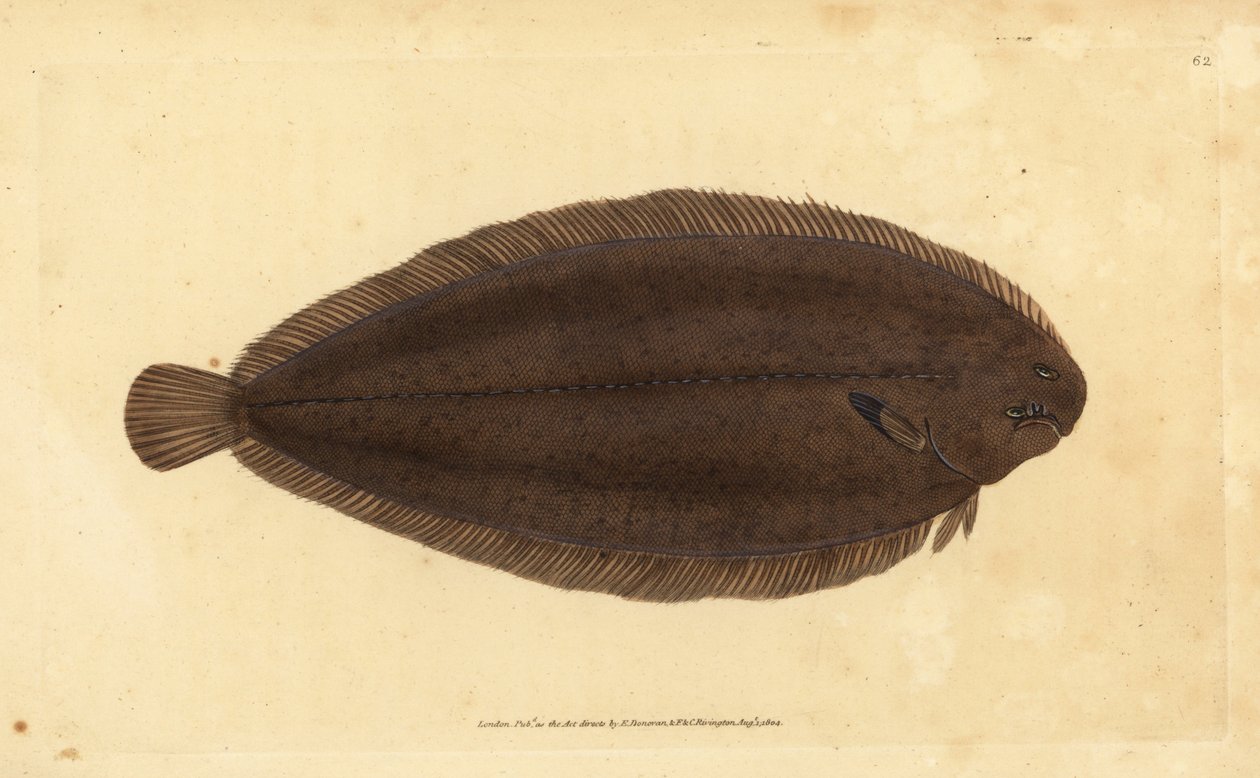 نعل مشترك أو نعل دوفر ، Solea solea (Pleuronectes solea). لوح نحاسي ملون يدويًا رسمه ونقشه إدوارد دونوفان من كتابه "التاريخ الطبيعي للأسماك البريطانية" ، دونوفان وإف سي و ج. بواسطة إدوارد دونوفان