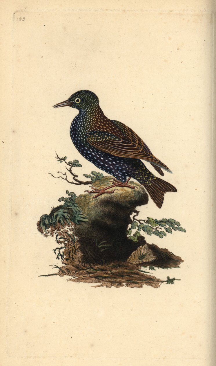 الزرزور الشائع ، Sturnus vulgaris. لوح نحاسي ملون يدويًا رسمه ونقشه إدوارد دونوفان من كتابه "التاريخ الطبيعي للطيور البريطانية" ، لندن بواسطة إدوارد دونوفان