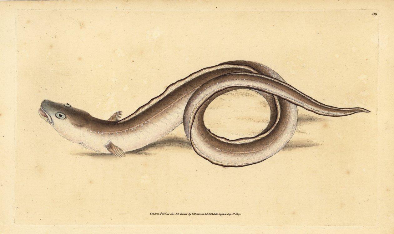 Conger eel، Muraena conger. لوح نحاسي ملون يدويًا رسمه ونقشه إدوارد دونوفان من كتابه "التاريخ الطبيعي للأسماك البريطانية" ، دونوفان وإف سي و ج. بواسطة إدوارد دونوفان