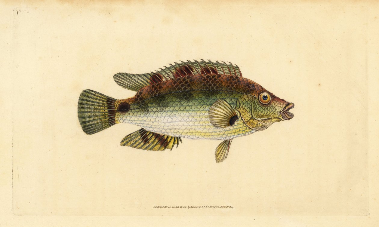 Corkwing wrasse ، Symphodus melops (Goldfinny ، Labrus cornubius). لوح نحاسي ملون يدويًا رسمه ونقشه إدوارد دونوفان من كتابه "التاريخ الطبيعي للأسماك البريطانية" ، دونوفان وإف سي وجيه. ريفينغتون ، لندن بواسطة إدوارد دونوفان