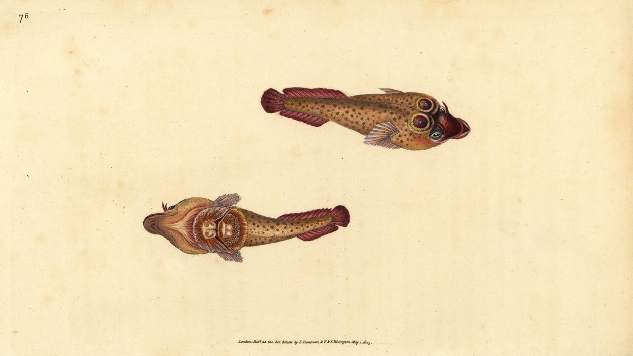 مصاصة كورنيش ، Lepadogaster purpurea (مصاصة Ocellated ، Cyclopterus ocellatus). لوح نحاسي ملون يدويًا رسمه ونقشه إدوارد دونوفان من كتابه "التاريخ الطبيعي للأسماك البريطانية" ، دونوفان وإف سي و ج. بواسطة إدوارد دونوفان