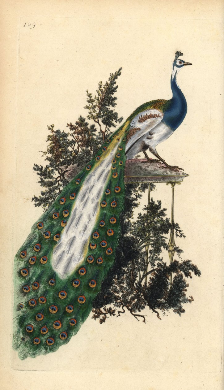 الطاووس المتوج ، الطاووس الهندي أو الأزرق ، Pavo cristatus. لوح نحاسي ملون يدويًا رسمه ونقشه إدوارد دونوفان من كتابه "التاريخ الطبيعي للطيور البريطانية" ، لندن بواسطة إدوارد دونوفان