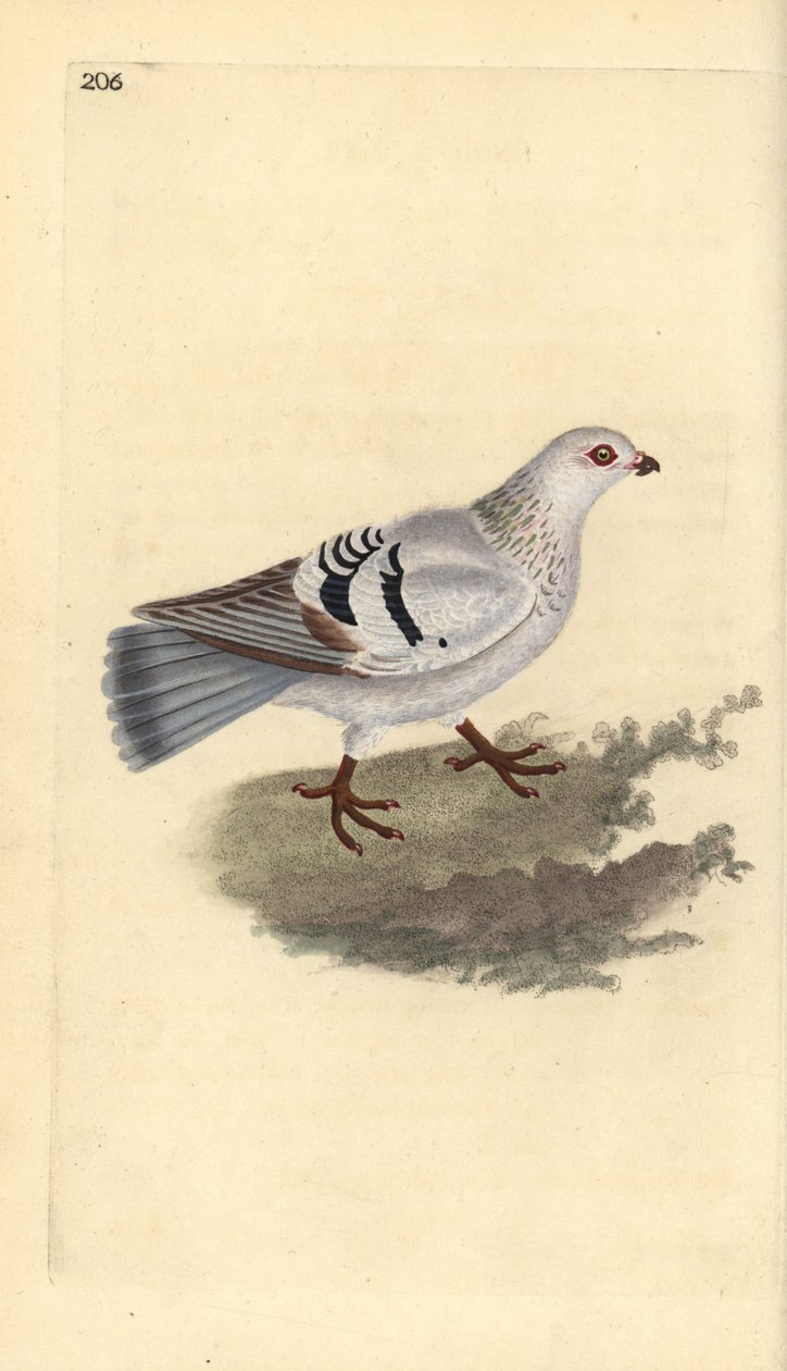 حمامة منزلية ، Columba livia domestica. لوح نحاسي ملون يدويًا رسمه ونقشه إدوارد دونوفان من كتابه "التاريخ الطبيعي للطيور البريطانية" ، لندن بواسطة إدوارد دونوفان
