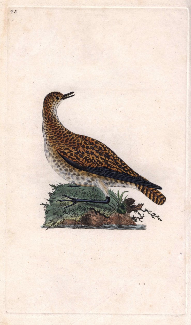 دوري الزقزاق. بلوفاليس أبريكاريا (Charadrius pluvialis). نقش على النحاس بواسطة إدوارد دونوفان (1768-1837) ، نُشر في التاريخ الطبيعي للطيور البريطانية ، لندن بواسطة إدوارد دونوفان