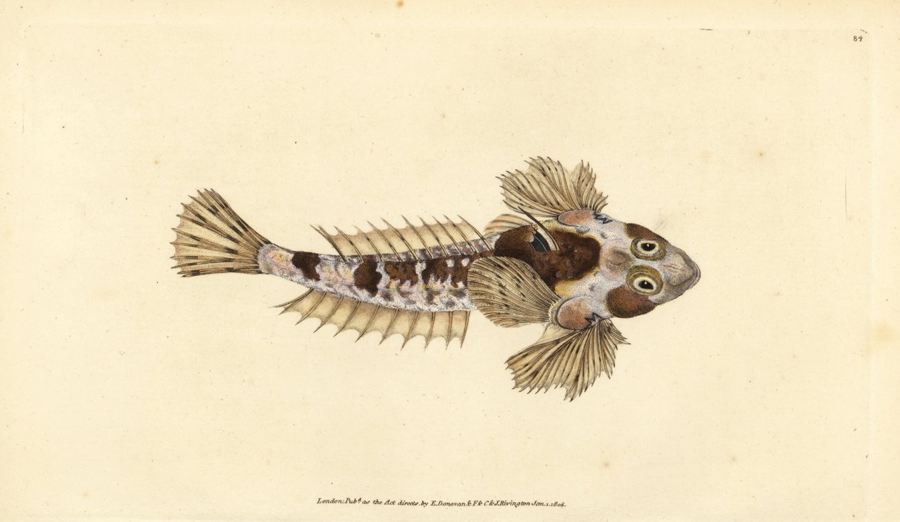 Dragonet ، Callionymus lyra (دراجونيت ، Callionymus dracunculus). لوح نحاسي ملون يدويًا رسمه ونقشه إدوارد دونوفان من كتابه "التاريخ الطبيعي للأسماك البريطانية" ، دونوفان وإف سي و ج. بواسطة إدوارد دونوفان