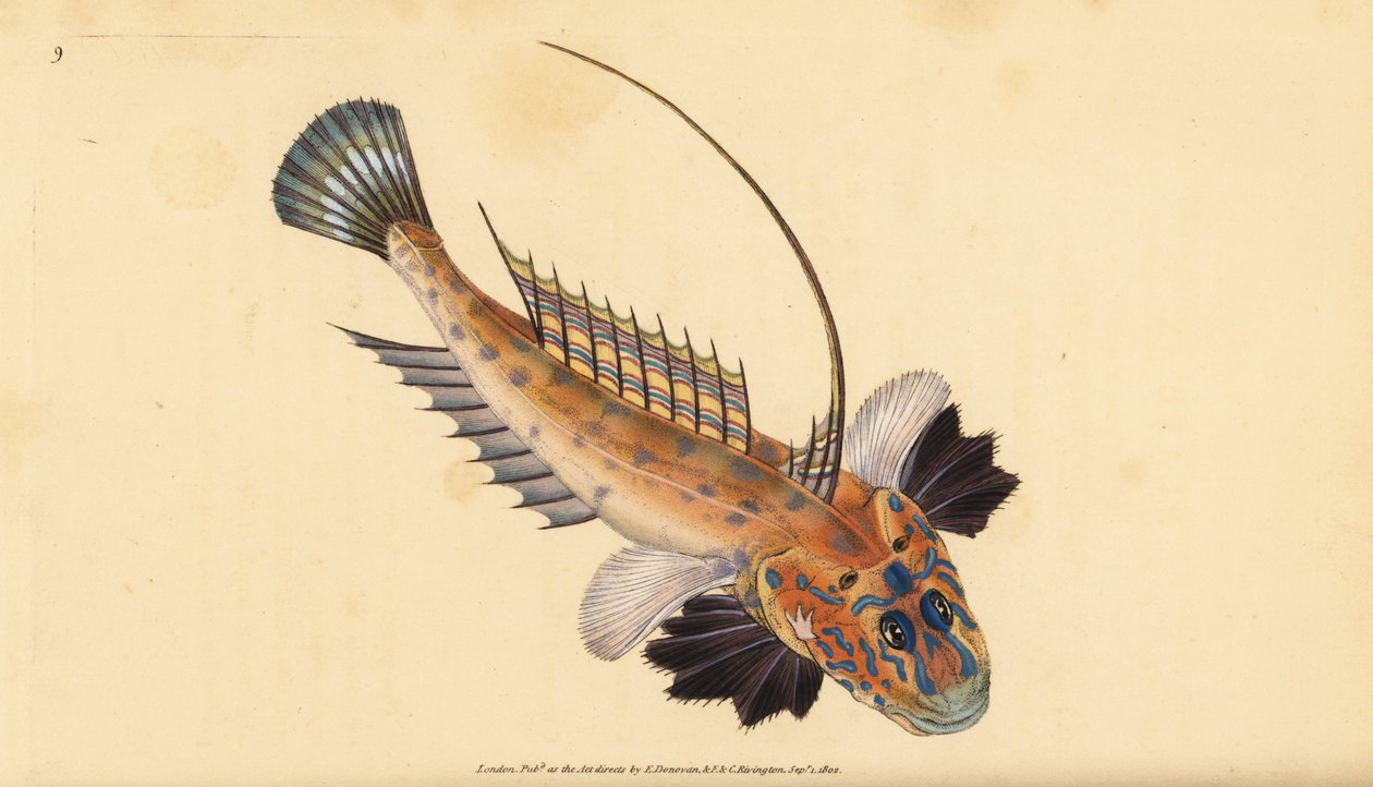 Dragonet أو dragonet gemmous ، Callionymus lyra. لوح نحاسي ملون يدويًا رسمه ونقشه إدوارد دونوفان من كتابه "التاريخ الطبيعي للأسماك البريطانية" ، دونوفان وإف سي و ج. بواسطة إدوارد دونوفان