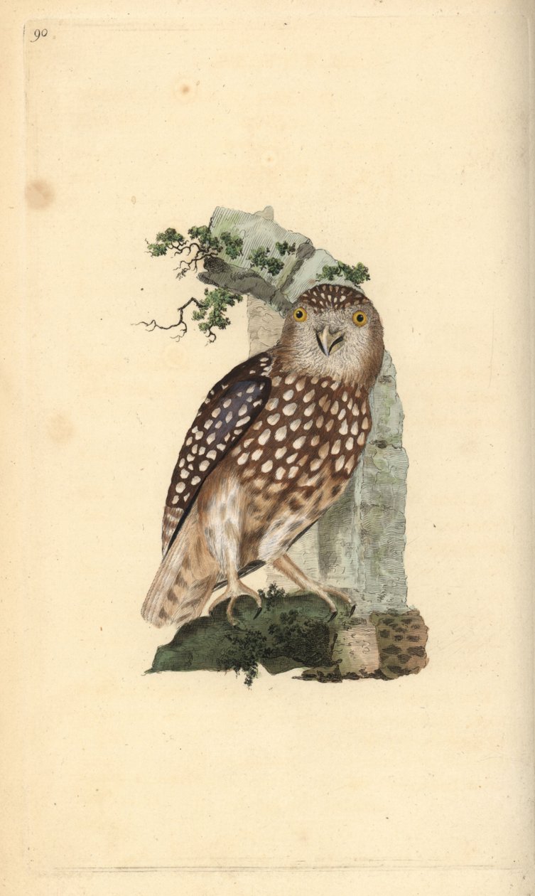 البومة الأوراسية ، Glaucidium passerinum. لوح نحاسي ملون يدويًا رسمه ونقشه إدوارد دونوفان من كتابه "التاريخ الطبيعي للطيور البريطانية" ، لندن بواسطة إدوارد دونوفان