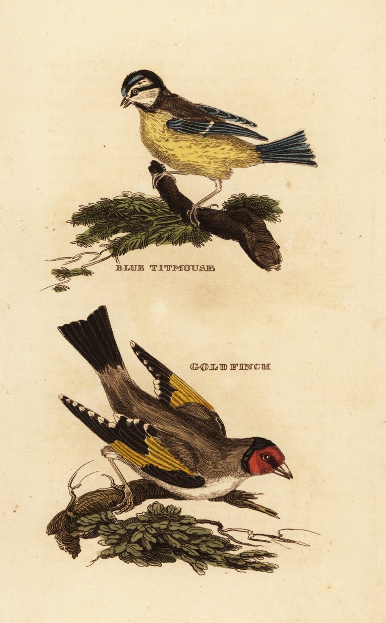 الحلمة الزرقاء الأوراسية ، Cyanistes caeruleus ، والحسون الأوروبي ، Carduelis carduelis بواسطة إدوارد دونوفان