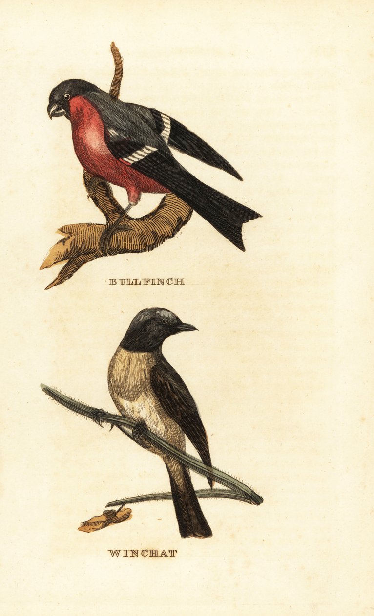 الثيران الأوراسي ، Pyrrhula pyrrhula ، و whinchat ، Saxicola rubetra بواسطة إدوارد دونوفان