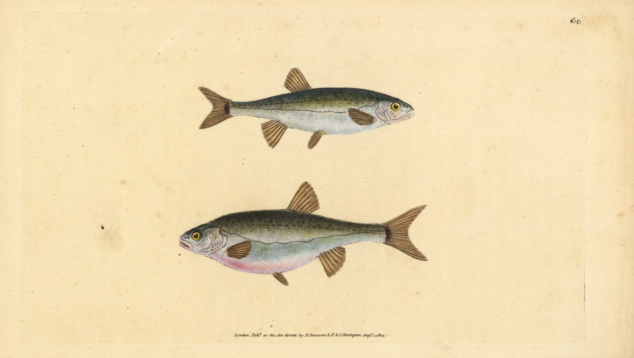 أسماك أوراسيا ، Phoxinus phoxinus (Minow ، Cyprinus phoxinus). لوح نحاسي ملون يدويًا رسمه ونقشه إدوارد دونوفان من كتابه "التاريخ الطبيعي للأسماك البريطانية" ، دونوفان وإف سي وجيه. ريفينغتون ، لندن بواسطة إدوارد دونوفان