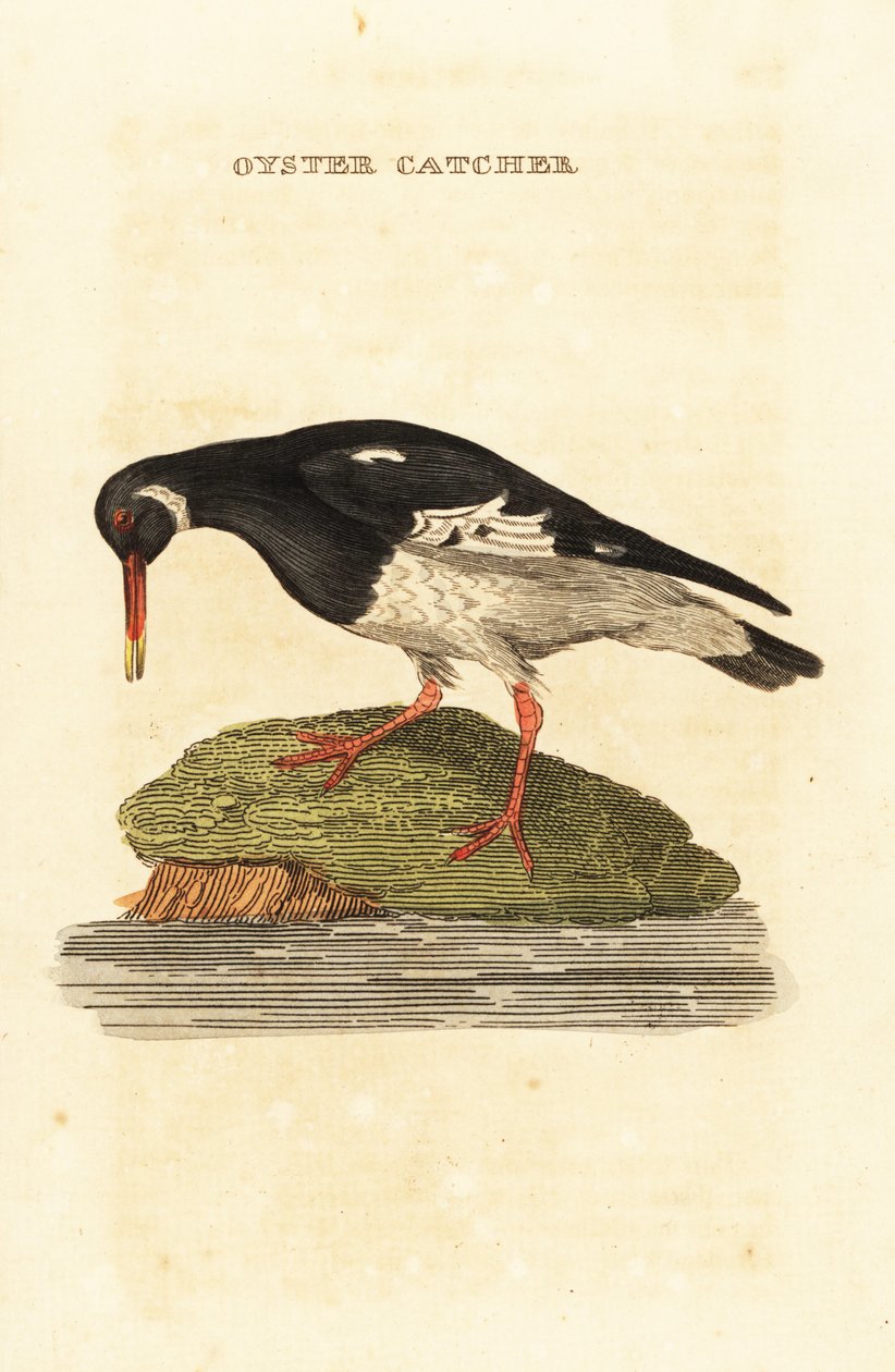صائد المحار الأوراسي ، Haematopus ostralegus بواسطة إدوارد دونوفان