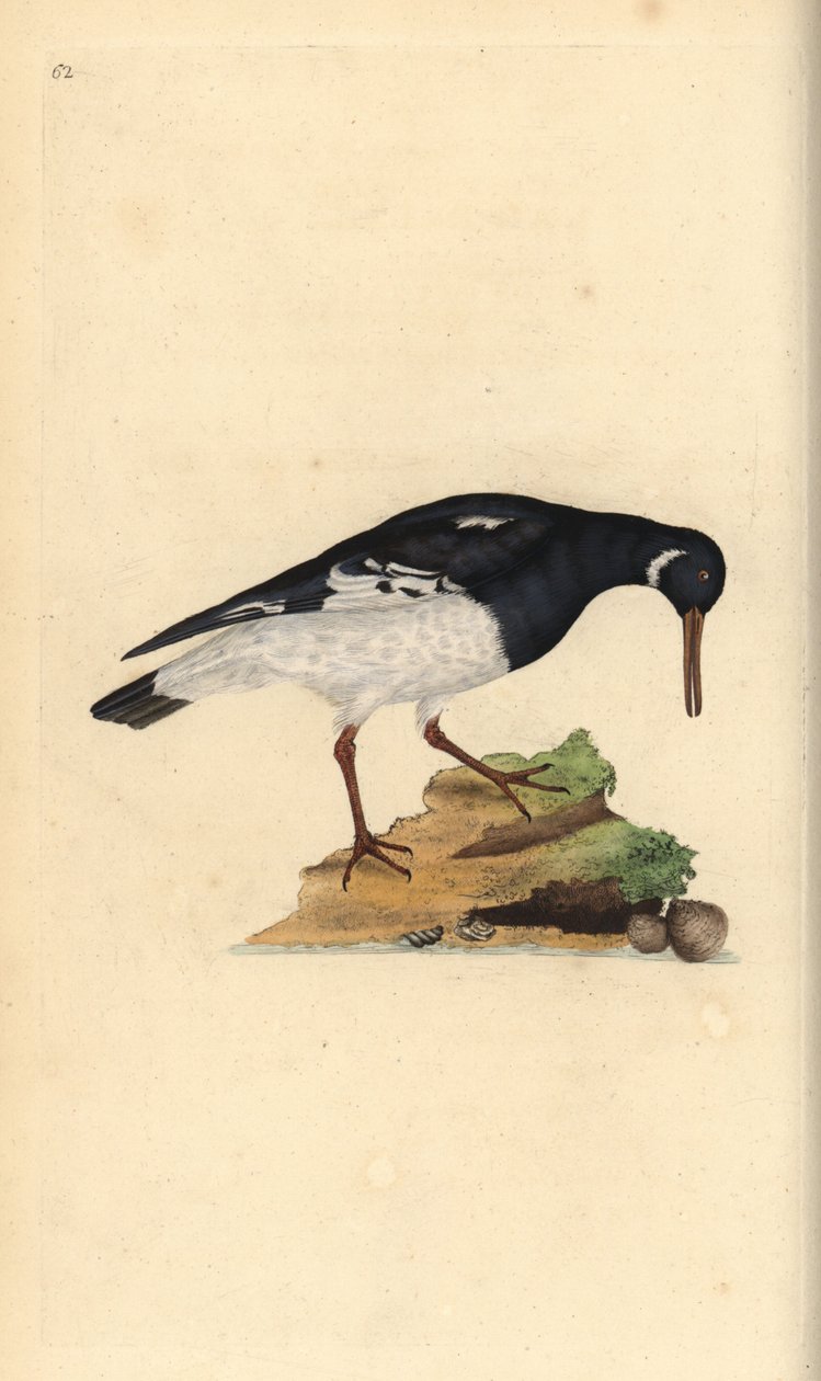 صائد المحار الأوراسي ، Haematopus ostralegus. لوح نحاسي ملون يدويًا رسمه ونقشه إدوارد دونوفان من كتابه "التاريخ الطبيعي للطيور البريطانية" ، لندن بواسطة إدوارد دونوفان