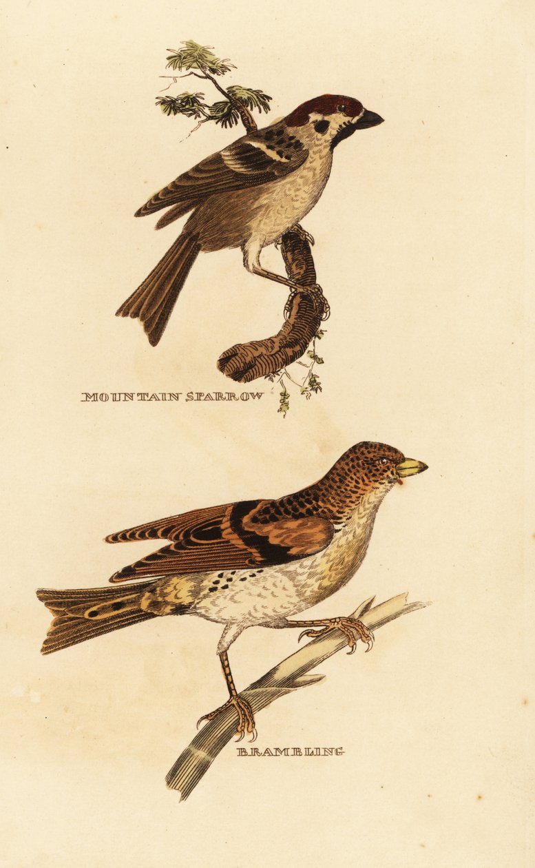 عصفور الشجرة الأوراسي ، Passer montanus ، و brambling ، Fringilla montifringilla بواسطة إدوارد دونوفان
