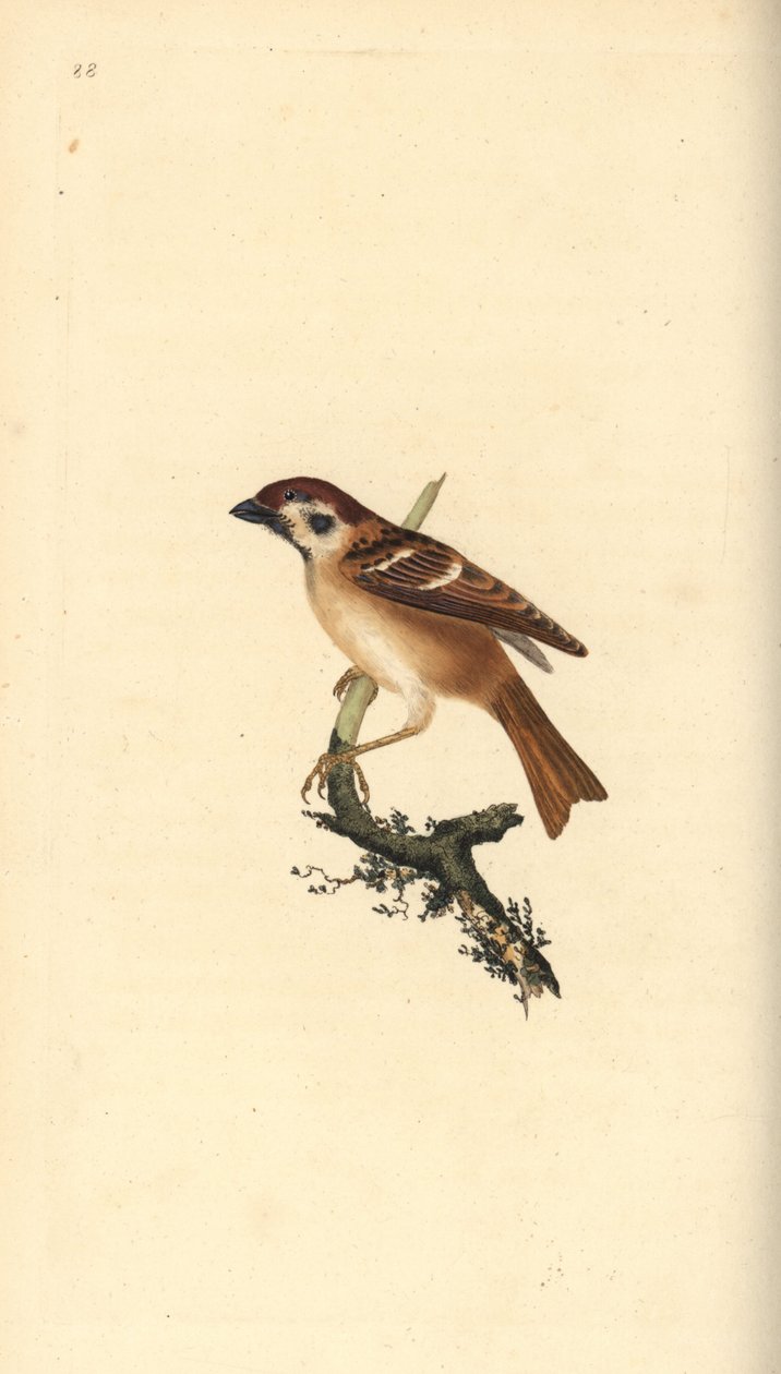 عصفور الشجرة الأوراسي ، ذو طيات montanus. لوح نحاسي ملون يدويًا رسمه ونقشه إدوارد دونوفان من كتابه "التاريخ الطبيعي للطيور البريطانية" ، لندن بواسطة إدوارد دونوفان