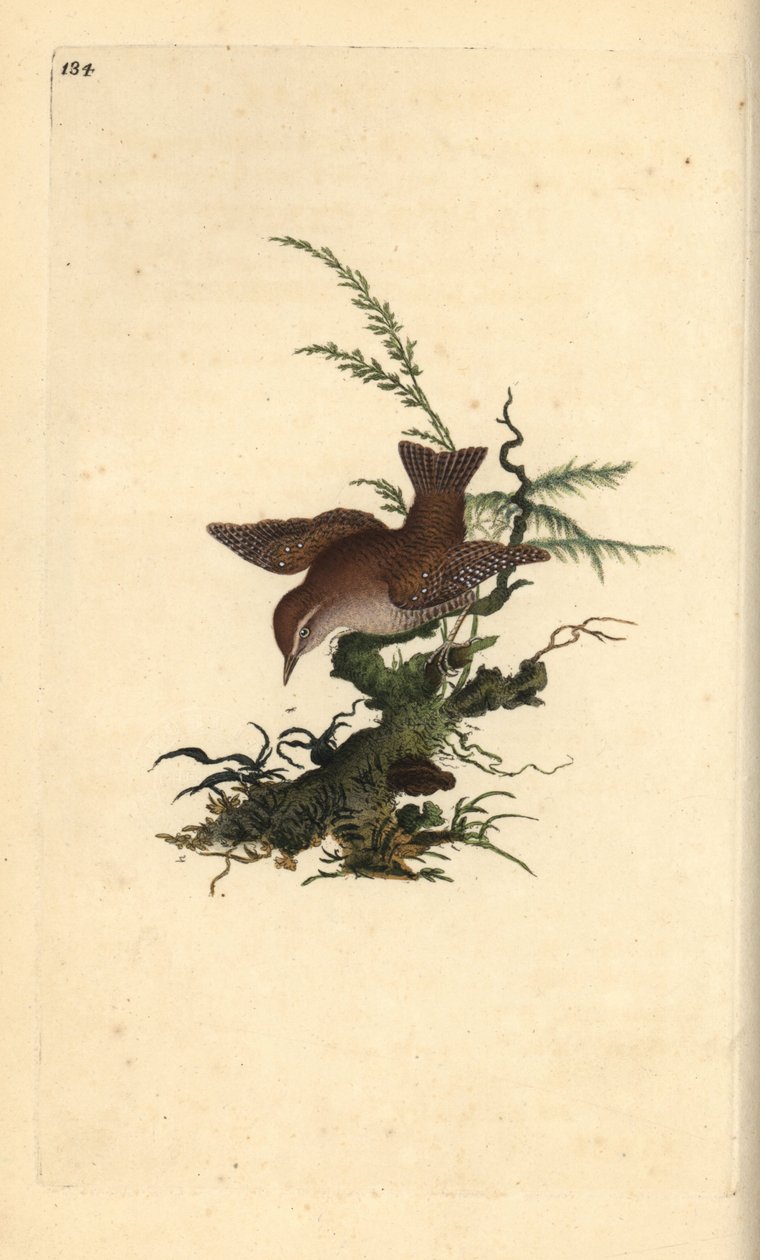 النمنمة الأوراسي ، الكهوف الكهوف. لوح نحاسي ملون يدويًا رسمه ونقشه إدوارد دونوفان من كتابه "التاريخ الطبيعي للطيور البريطانية" (1794-1819). كان إدوارد دونوفان (1768-1837) عالم حيوانات وكاتبًا وفنانًا ونقاشًا أنجلو إيرلنديًا هاوٍ. بواسطة إدوارد دونوفان