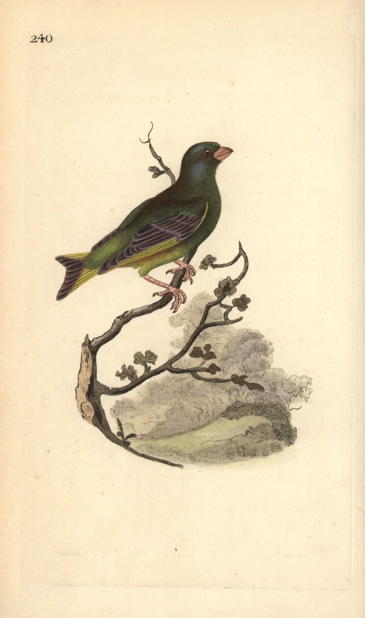 الحسون الأوروبي الأخضر ، Carduelis chloris. لوح نحاسي ملون يدويًا رسمه ونقشه إدوارد دونوفان من كتابه "التاريخ الطبيعي للطيور البريطانية" ، لندن بواسطة إدوارد دونوفان