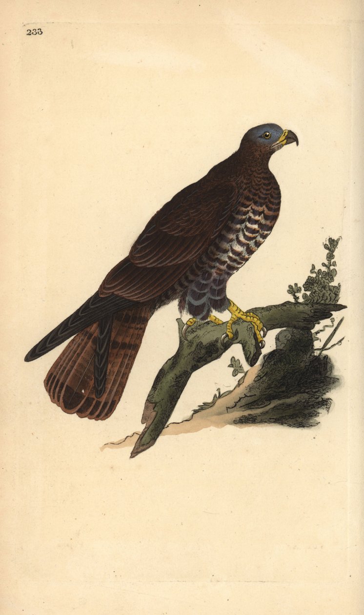 صقر العسل الأوروبي ، Pernis apivorus. لوح نحاسي ملون يدويًا رسمه ونقشه إدوارد دونوفان من كتابه "التاريخ الطبيعي للطيور البريطانية" ، لندن بواسطة إدوارد دونوفان