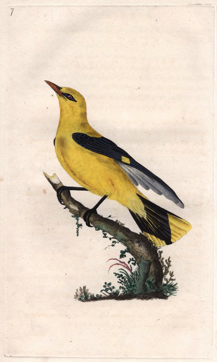 الأوريول الأوروبي. أوريولوس أوريولوس (Oriolus galbula). نقش على النحاس بواسطة إدوارد دونوفان (1768-1837) ، نُشر في التاريخ الطبيعي للطيور البريطانية ، لندن بواسطة إدوارد دونوفان