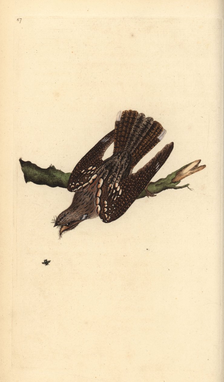 نايض أوروبي ، Caprimulgus europaeus. لوح نحاسي ملون يدويًا رسمه ونقشه إدوارد دونوفان من كتابه "التاريخ الطبيعي للطيور البريطانية" ، لندن بواسطة إدوارد دونوفان