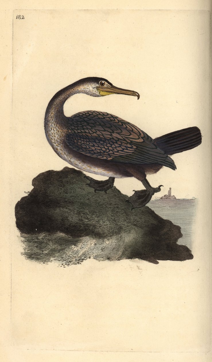 أشعث الأوروبي ، Phalacrocorax aristotelis. لوح نحاسي ملون يدويًا رسمه ونقشه إدوارد دونوفان من كتابه "التاريخ الطبيعي للطيور البريطانية" ، لندن بواسطة إدوارد دونوفان