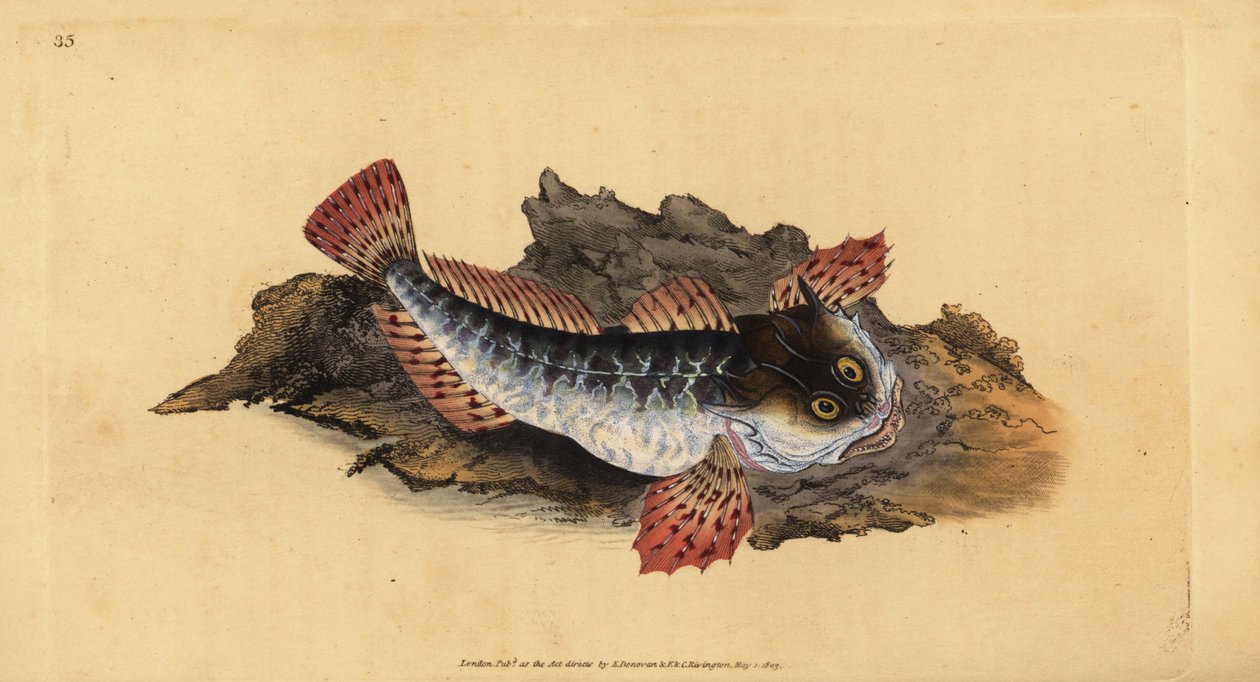 الأب لاشر أو عقرب البحر ، Myoxocephalus scorpius (Cottus scorpius). لوح نحاسي ملون يدويًا رسمه ونقشه إدوارد دونوفان من كتابه "التاريخ الطبيعي للأسماك البريطانية" ، دونوفان وإف سي و ج. بواسطة إدوارد دونوفان