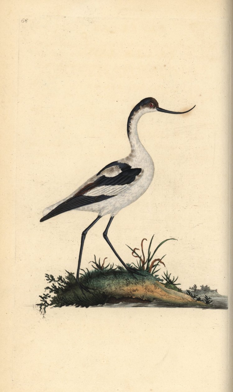 أفوسيت القدم ، Recurvirostra avocetta. لوح نحاسي ملون يدويًا رسمه ونقشه إدوارد دونوفان من كتابه "التاريخ الطبيعي للطيور البريطانية" ، لندن بواسطة إدوارد دونوفان