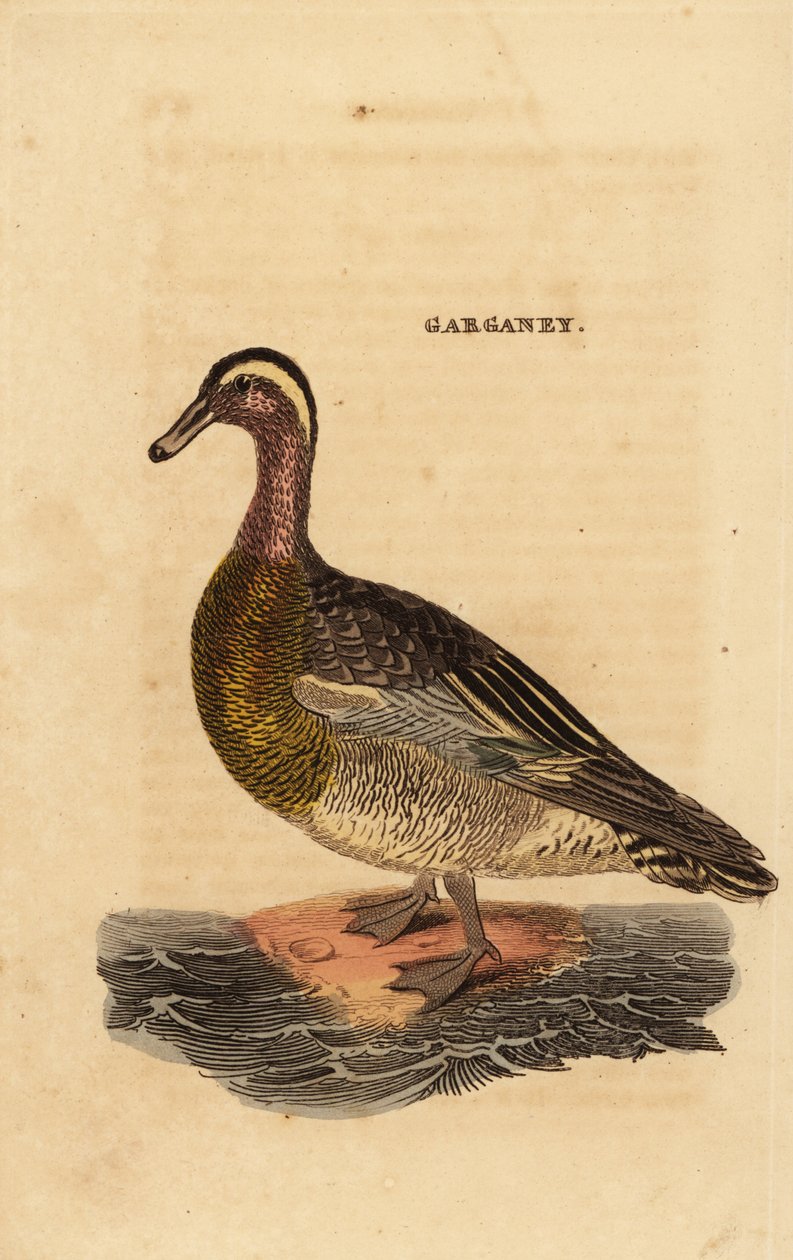 Garganey ، ملعقة صغيرة querquedula ، بطة صغيرة مبللة بواسطة إدوارد دونوفان