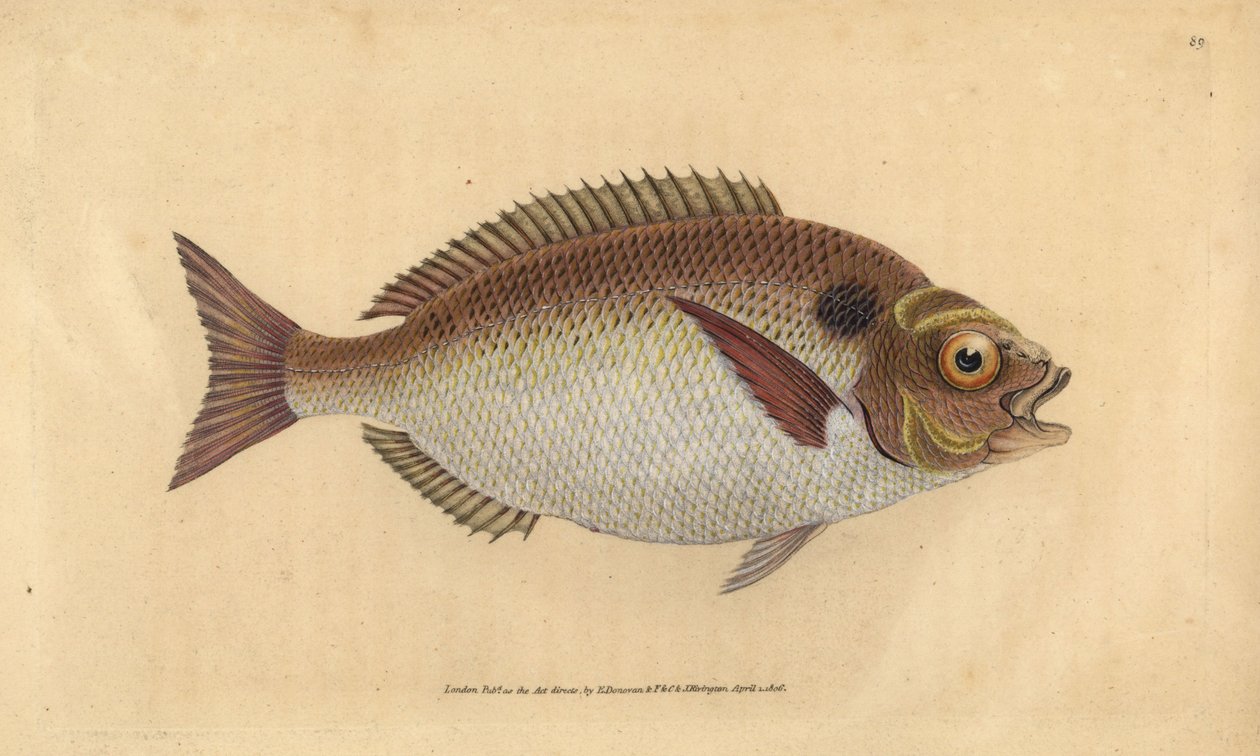 الدنيس مذهب الرأس أو رأس مذهب ، Sparus aurata. لوح نحاسي ملون يدويًا رسمه ونقشه إدوارد دونوفان من كتابه "التاريخ الطبيعي للأسماك البريطانية" ، دونوفان وإف سي و ج. بواسطة إدوارد دونوفان