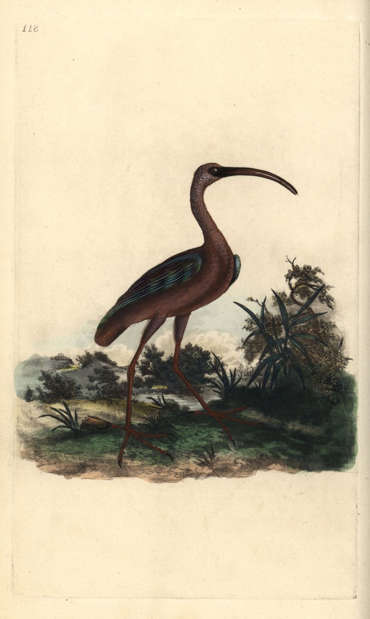 أبو منجل اللامع ، Plegadis falcinellus. لوح نحاسي ملون يدويًا رسمه ونقشه إدوارد دونوفان من كتابه "التاريخ الطبيعي للطيور البريطانية" ، لندن بواسطة إدوارد دونوفان