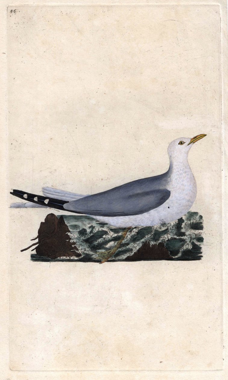 رماد جويلاند. لاروس كانوس. نقش على النحاس بواسطة إدوارد دونوفان (1768-1837) ، نُشر في التاريخ الطبيعي للطيور البريطانية ، لندن بواسطة إدوارد دونوفان