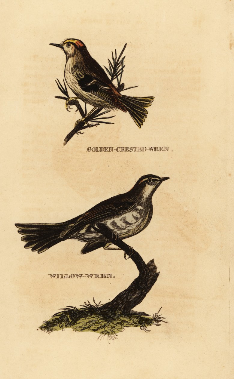 Goldcrest ، Regulus regulus ، و warbler الصفصاف ، Phylloscopus trochilus بواسطة إدوارد دونوفان
