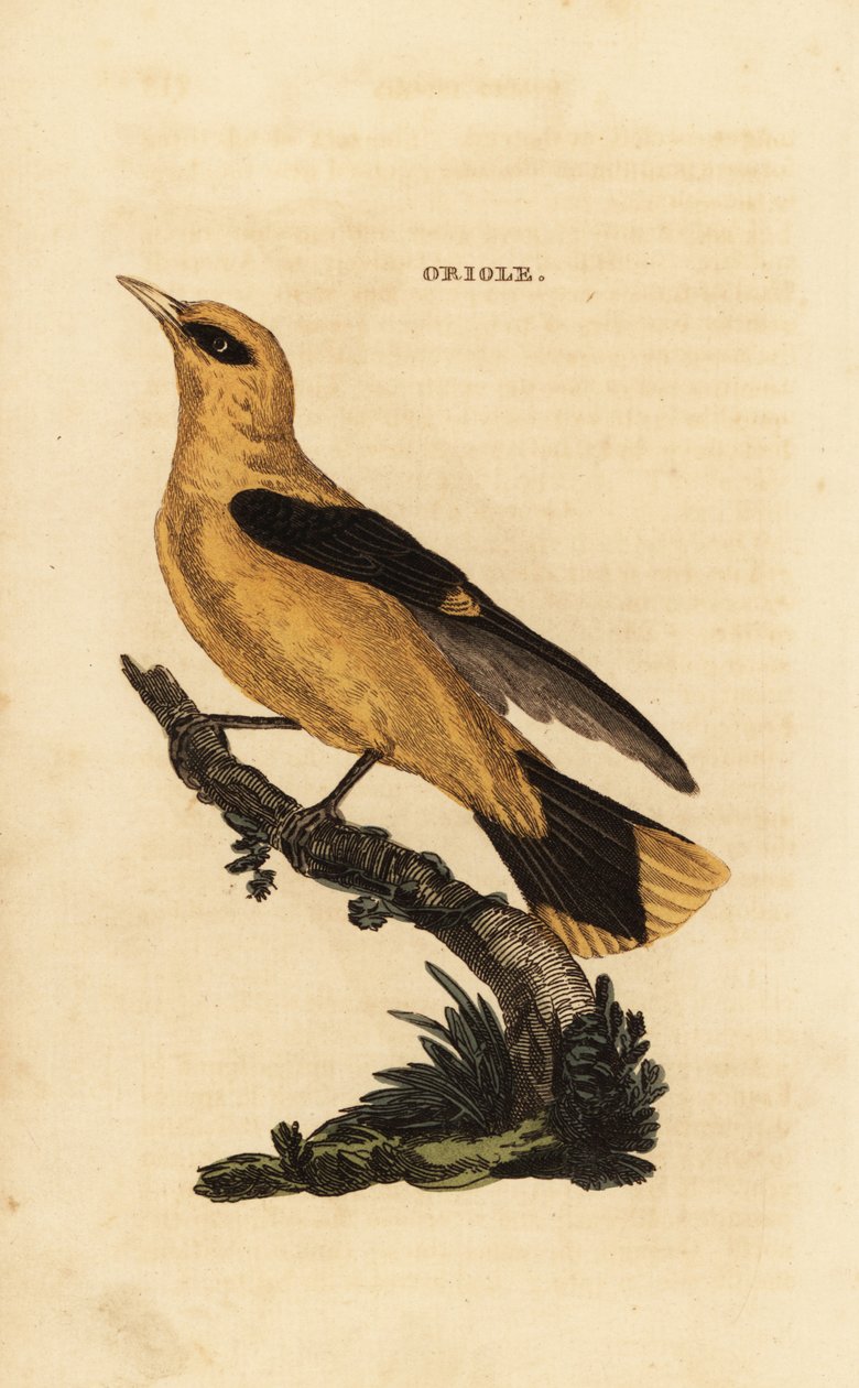Golden oriole, Oriolus oriolus بواسطة إدوارد دونوفان