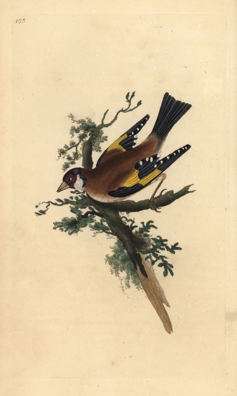 طائر الحسون ، Carduelis carduelis. لوح نحاسي ملون يدويًا رسمه ونقشه إدوارد دونوفان من كتابه "التاريخ الطبيعي للطيور البريطانية" ، لندن بواسطة إدوارد دونوفان
