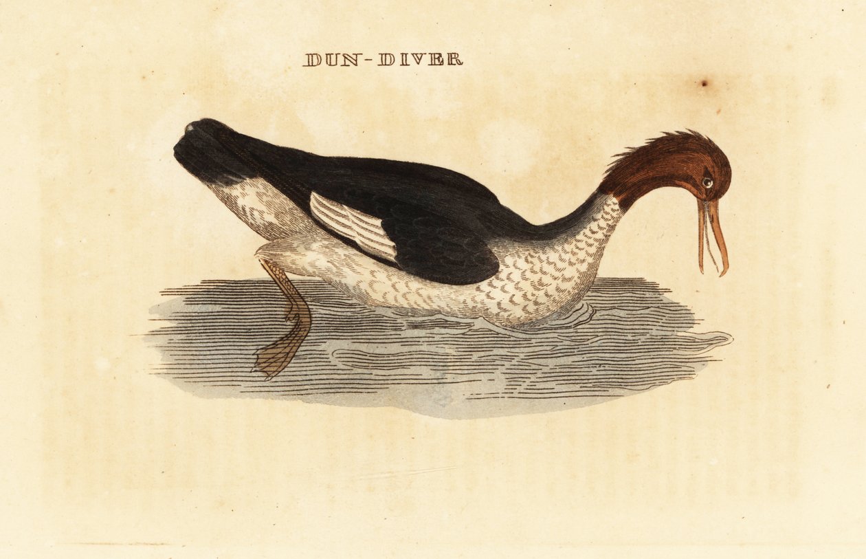 Goosander ، ميرغوس ميرغانسر ، أنثى بواسطة إدوارد دونوفان