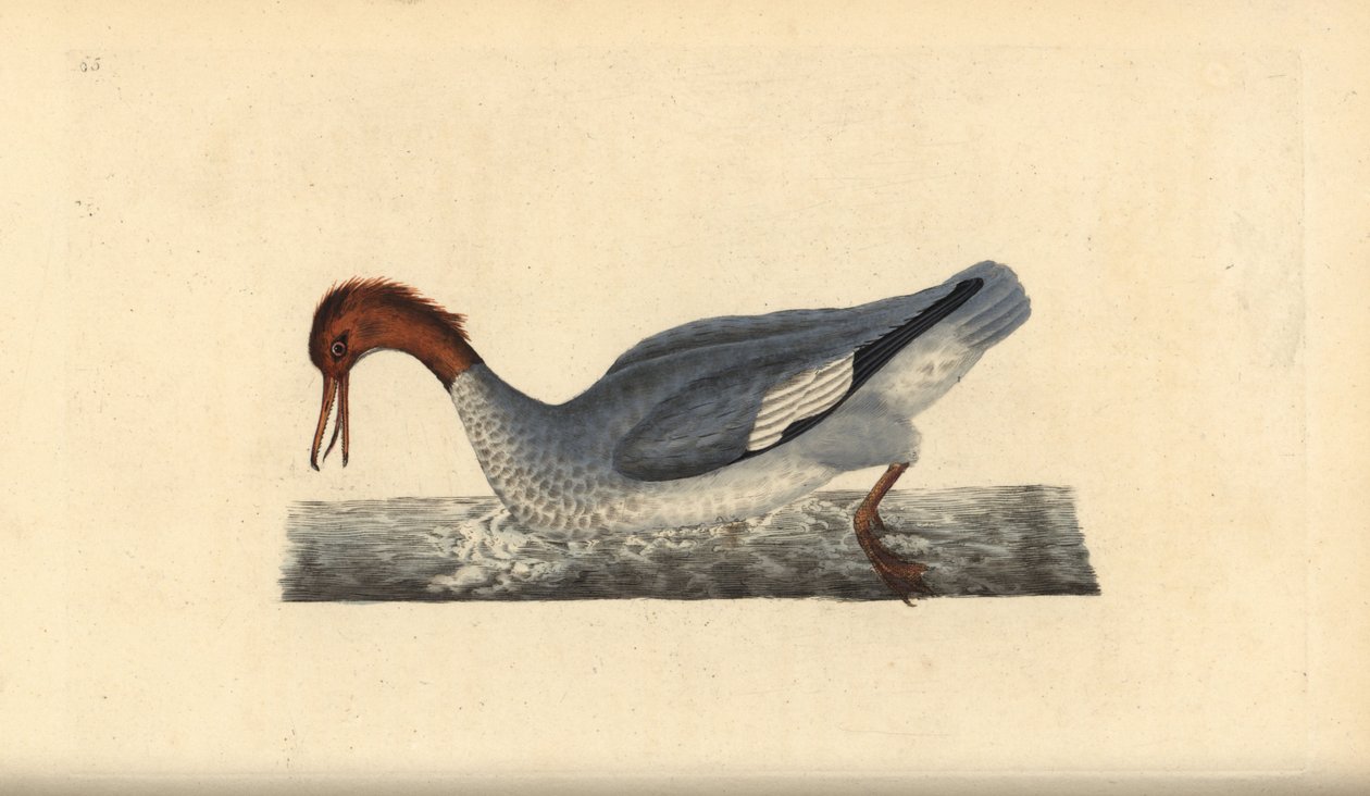 Goosander ، ميرغوس ميرغانسر ، أنثى. لوح نحاسي ملون يدويًا رسمه ونقشه إدوارد دونوفان من كتابه "التاريخ الطبيعي للطيور البريطانية" ، لندن بواسطة إدوارد دونوفان