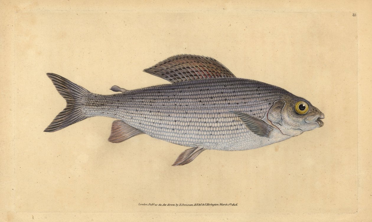 Grayling ، Thymallus thymallus (Salmo thymallus). لوح نحاسي ملون يدويًا رسمه ونقشه إدوارد دونوفان من كتابه "التاريخ الطبيعي للأسماك البريطانية" ، دونوفان وإف سي و ج. بواسطة إدوارد دونوفان