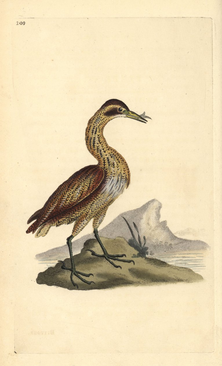 مرّ عظيم ، Botaurus stellaris. لوح نحاسي ملون يدويًا رسمه ونقشه إدوارد دونوفان من كتابه "التاريخ الطبيعي للطيور البريطانية" ، لندن بواسطة إدوارد دونوفان