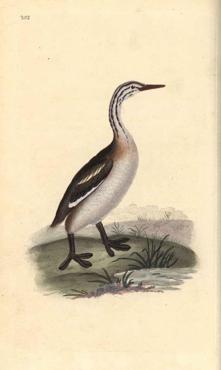كبير grebe المتوج ، Podiceps cristatus. لوح نحاسي ملون يدويًا رسمه ونقشه إدوارد دونوفان من كتابه "التاريخ الطبيعي للطيور البريطانية" ، لندن بواسطة إدوارد دونوفان