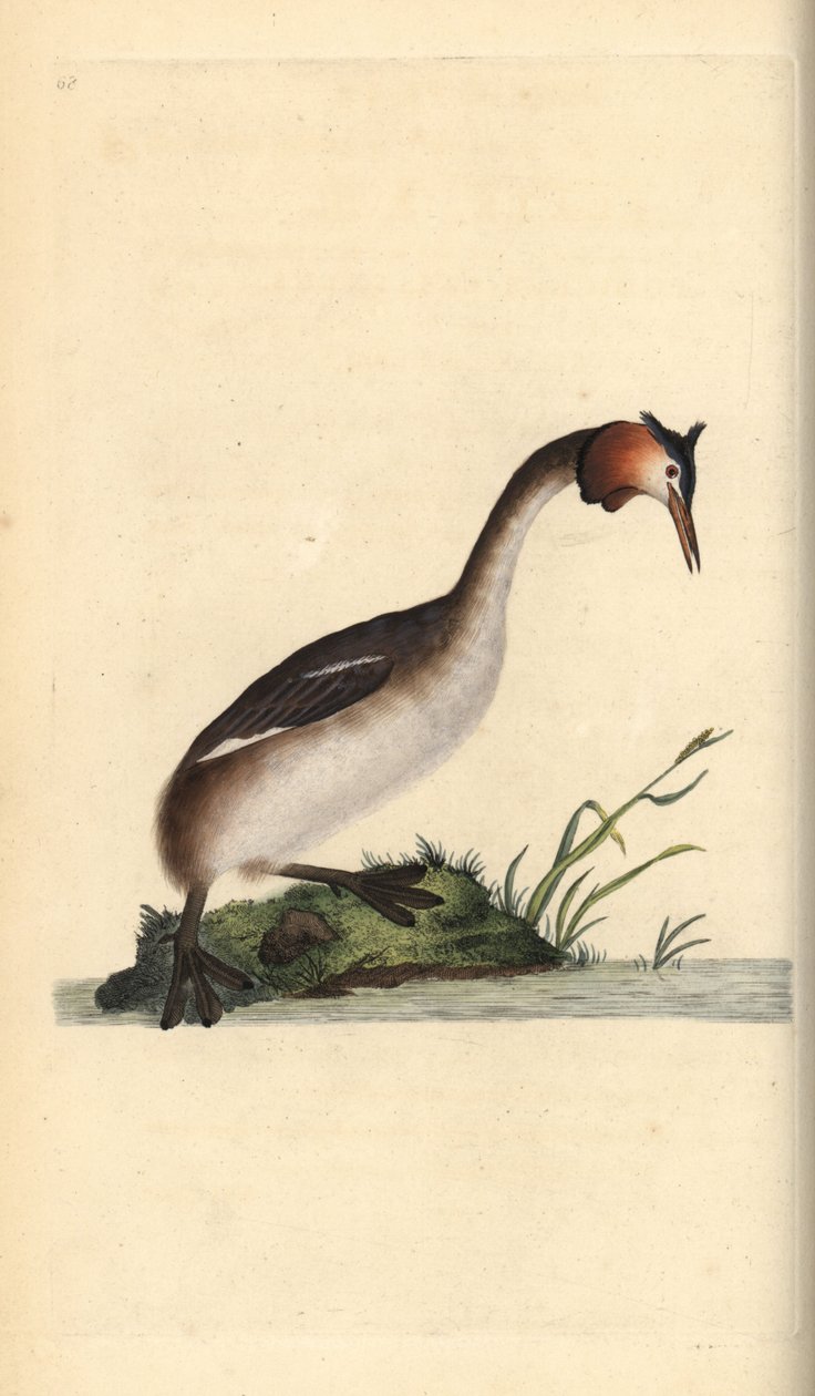 كبير grebe المتوج ، Podiceps cristatus. لوح نحاسي ملون يدويًا رسمه ونقشه إدوارد دونوفان من كتابه "التاريخ الطبيعي للطيور البريطانية" ، لندن بواسطة إدوارد دونوفان