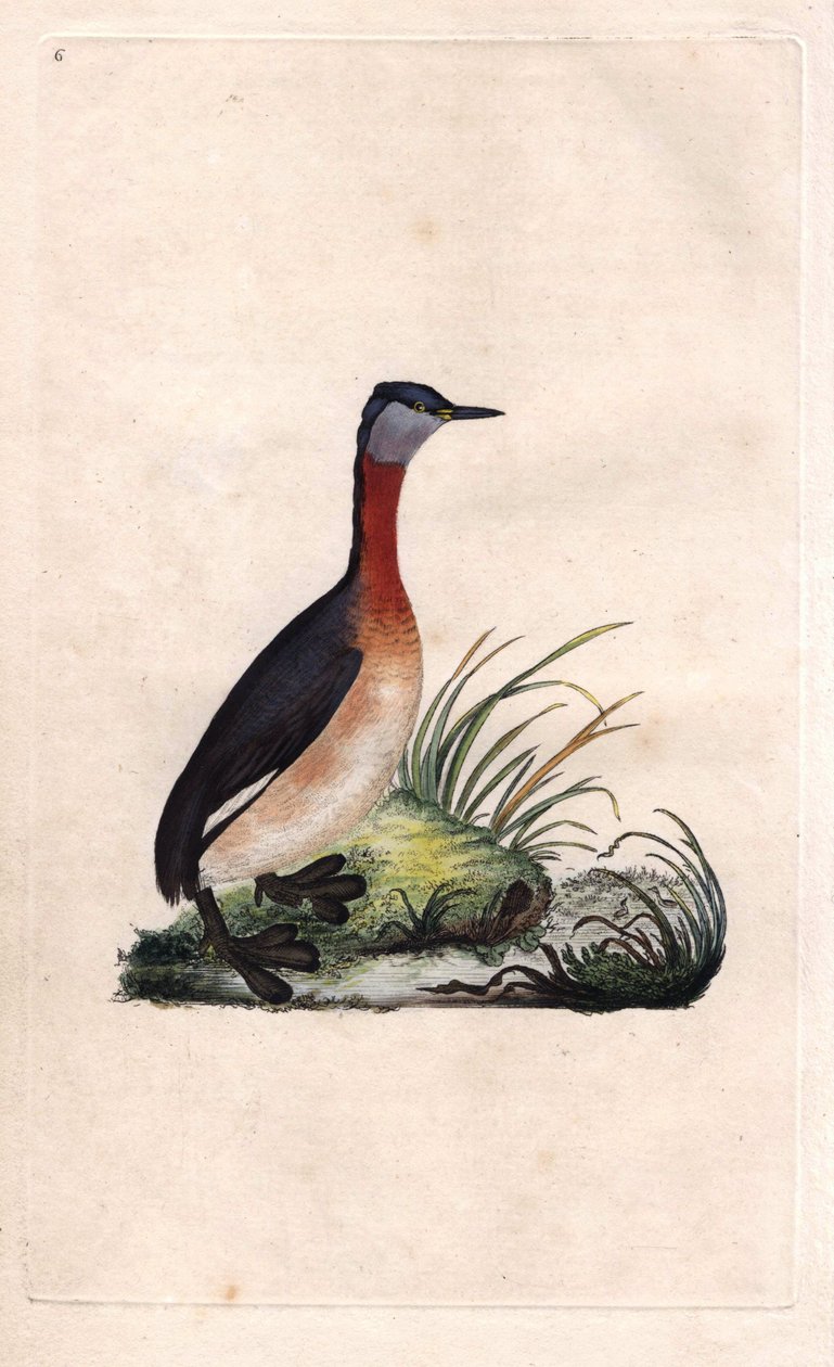 جريبي البهجة. Podiceps grisegena (Podiceps ruficollis). نقش على النحاس بواسطة إدوارد دونوفان (1768-1837) ، نُشر في التاريخ الطبيعي للطيور البريطانية ، لندن بواسطة إدوارد دونوفان