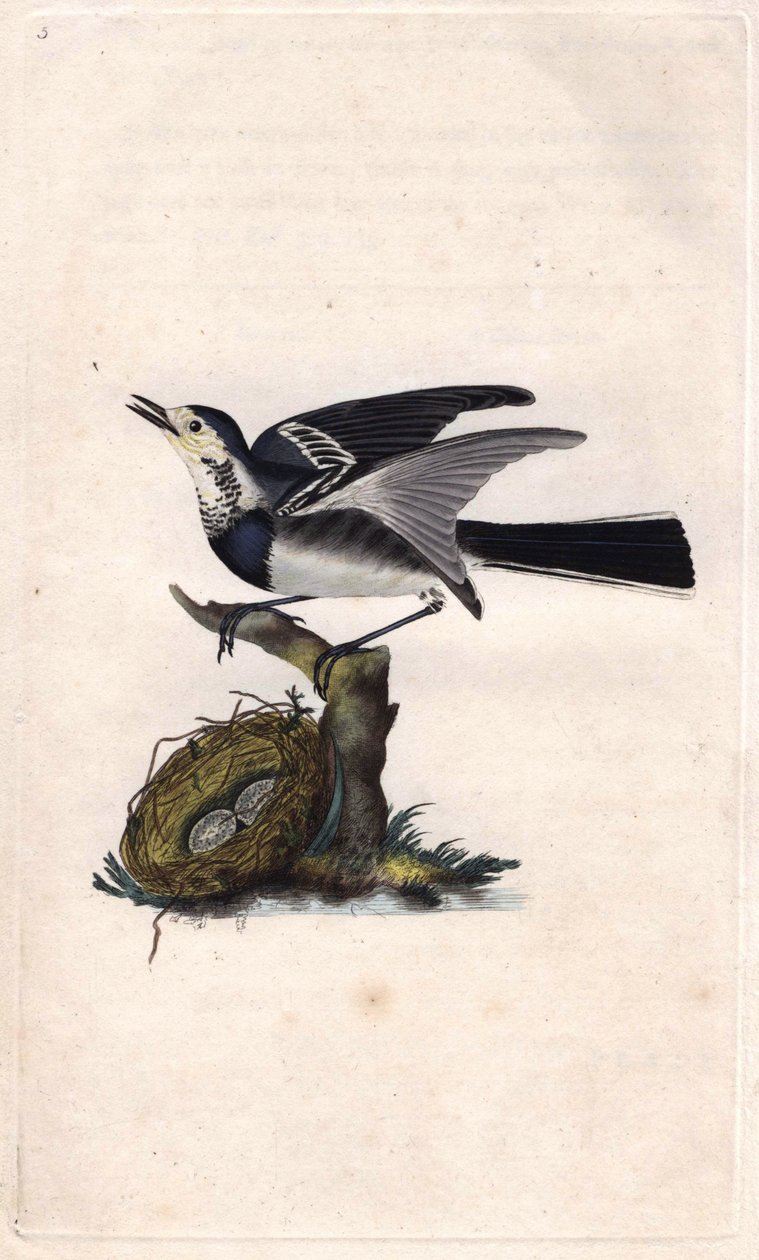 الذعرة الرمادية. موتاسيلا ألبا. نقش على النحاس بواسطة إدوارد دونوفان (1768-1837) ، نُشر في التاريخ الطبيعي للطيور البريطانية ، لندن بواسطة إدوارد دونوفان