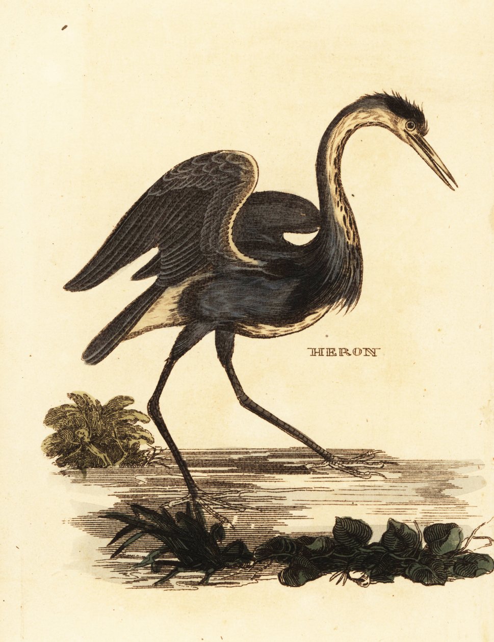 مالك الحزين الرمادي ، Ardea cinerea بواسطة إدوارد دونوفان