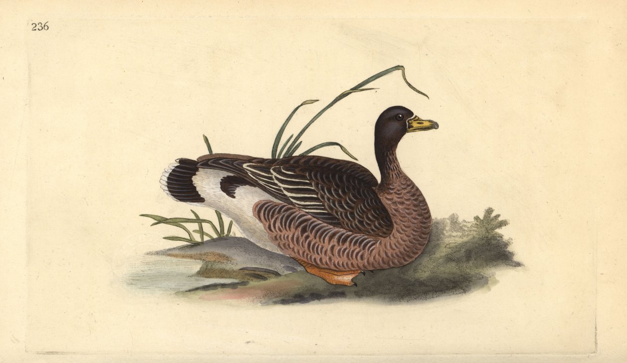 أوزة Greylag ، Anser anser. لوح نحاسي ملون يدويًا رسمه ونقشه إدوارد دونوفان من كتابه "التاريخ الطبيعي للطيور البريطانية" ، لندن بواسطة إدوارد دونوفان
