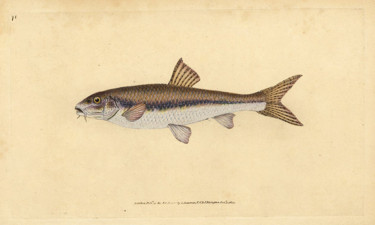 Gudgeon ، Gobio gobio (Cyprinus gobio). لوح نحاسي ملون يدويًا رسمه ونقشه إدوارد دونوفان من كتابه "التاريخ الطبيعي للأسماك البريطانية" ، دونوفان وإف سي و ج. بواسطة إدوارد دونوفان