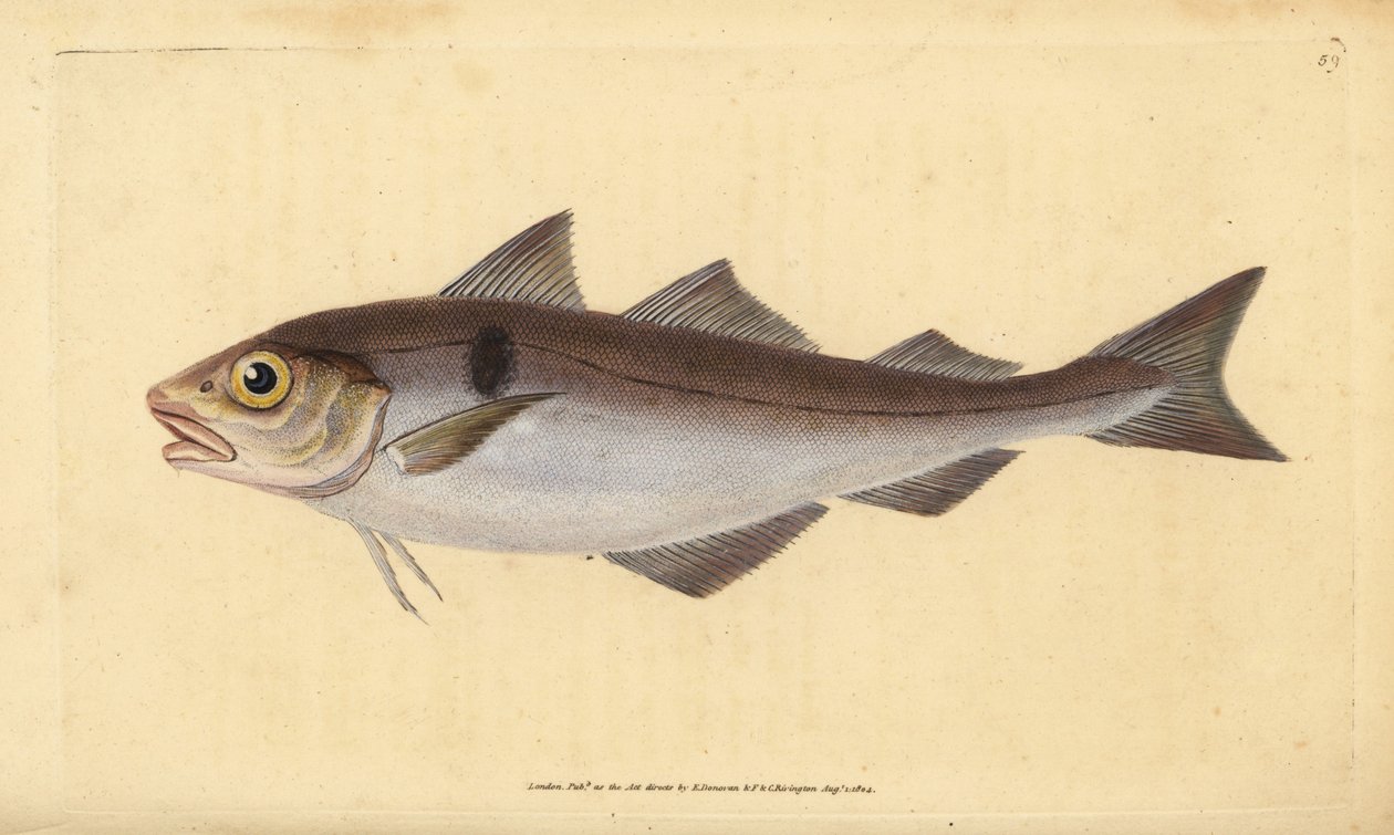 الحدوق ، Melanogrammus aeglefinus (Gadus aeglefinus). غير حصين. لوح نحاسي ملون يدويًا رسمه ونقشه إدوارد دونوفان من كتابه "التاريخ الطبيعي للأسماك البريطانية" ، دونوفان وإف سي وجيه. ريفينغتون ، لندن بواسطة إدوارد دونوفان
