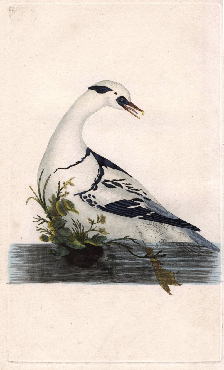 بيادق هارلي. مرقس ألبيلس. نقش على النحاس بواسطة إدوارد دونوفان (1768-1837) ، نُشر في التاريخ الطبيعي للطيور البريطانية ، لندن بواسطة إدوارد دونوفان