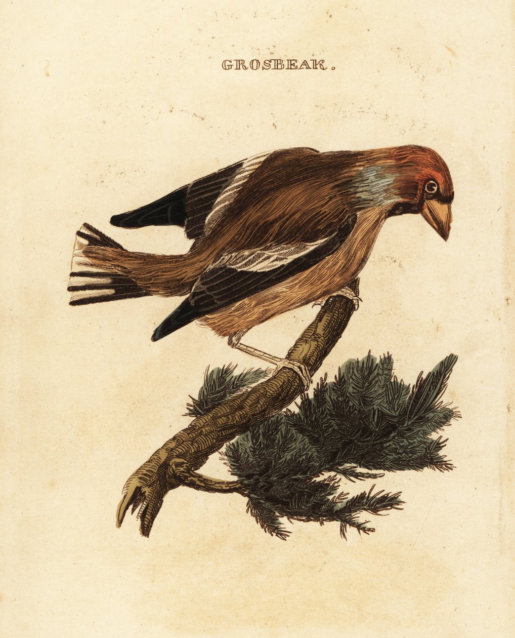 Hawfinch ، Coccothraustes coccothraustes بواسطة إدوارد دونوفان