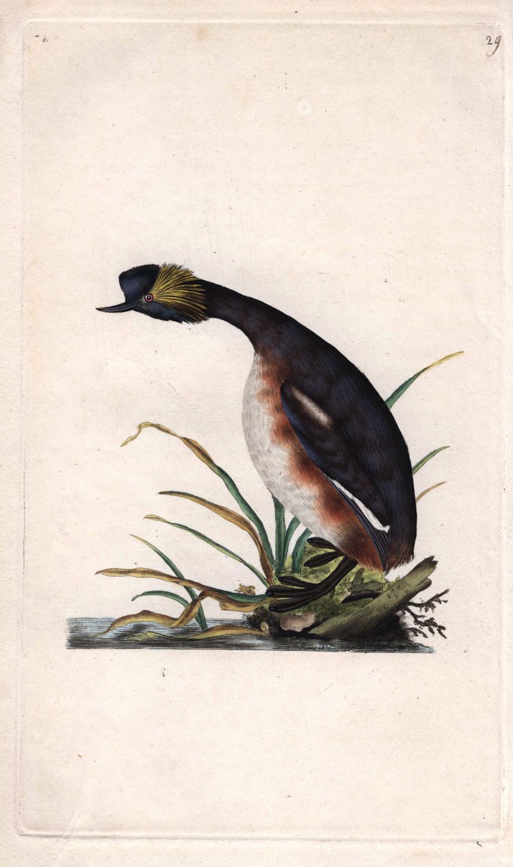grebe مقرن أو القرون grebe. Podiceps auritus (Colymbus auritus). نقش على النحاس بواسطة إدوارد دونوفان (1768-1837) ، نُشر في Histoire naturelle des oiseaux britanniques ، لندن بواسطة إدوارد دونوفان
